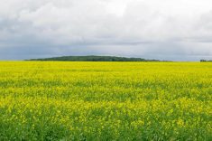 An exporter with Parrish & Heimbecker forecasts that China will buy 4.07 million tonnes of Canadian canola in 2023-24.