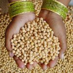 Pulse Weekly: Indian demand lifting Canada’s export program