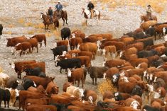 File photo of cattle being rounded up at a southern Alberta ranch. (Design Pics/Getty Images)