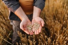 The future of Canada’s seed industry regulations are on the table. Farmers still have a chance to weigh in.
