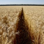 Wheat exports in Ukraine this season have included 14.2 million tonnes of wheat, 19.5 million tonnes of corn and 1.97 million tonnes of barley.