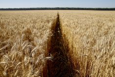 Wheat exports in Ukraine this season have included 14.2 million tonnes of wheat, 19.5 million tonnes of corn and 1.97 million tonnes of barley.