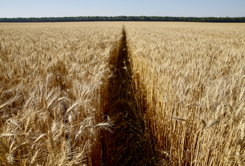 Wheat exports in Ukraine this season have included 14.2 million tonnes of wheat, 19.5 million tonnes of corn and 1.97 million tonnes of barley.