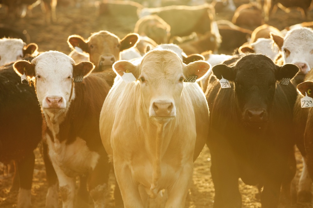 (Photo courtesy Canada Beef Inc.)
