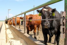 (Geralyn Wichers photo)
