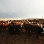 (Photo courtesy Canada Beef Inc.)
