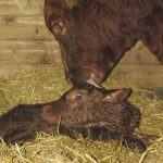 Moving on from a preg check wreck