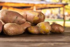 Field stress can translate to potato skin flaws.
