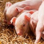 2023 saw the sector once again grappling with porcine epidemic diarrhea.