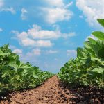 Just how big is Brazil’s soybean crop?