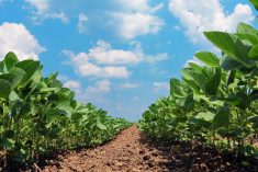 Just how big is Brazil’s soybean crop?