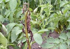 Verticillium wilt is the main culprit for potato early die complex.