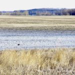 Visible salt deposits coat the surface of a field in southern Manitoba after the 2024 melt.