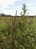 Male (left) and female (right) waterhemp plants.