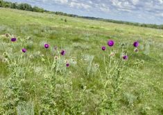 Nodding thistle is largely found in southwestern Manitoba.