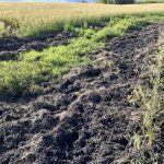 Wild pigs’ tendency to root is one source of agricultural and environmental damage.