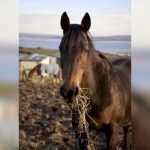 A horse’s digestive system handles carbohydrates differently based on their complexity.