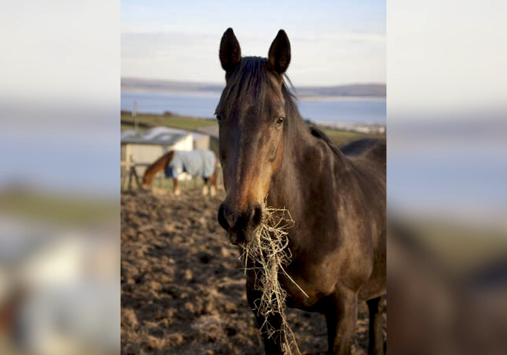 A horse’s digestive system handles carbohydrates differently based on their complexity.