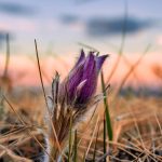 Photo: Lisa Marie/iStock/Getty Images
