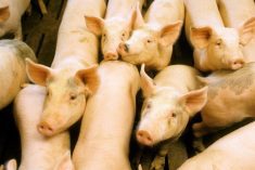 According to a new book, pigs outnumber people in Iowa seven to one and produce the ‘manure equivalent to the waste of nearly 84 million people.’