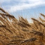 Wheat bids in Western Canada are a far cry from where they were at this time a year ago, but unlike canola, the demand is still strong for Canadian wheat.