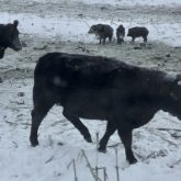 Cattle come face to face with wild pigs. Such wildlife interactions pose a potential foothold for disease to infect livestock.