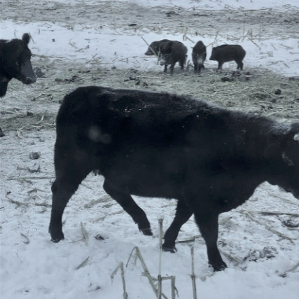 Cattle come face to face with wild pigs. Such wildlife interactions pose a potential foothold for disease to infect livestock.