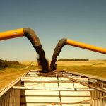 Canadian 2023-24 canola production of about 18.3 million tonnes was down slightly the 18.7 million tonnes grown the previous year.