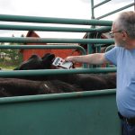 Mark Olson, president of Flokk Systems, reads an RFID tag with the Flokk reader. The product promises to bring farm data into easy, practical use in the cow-calf side of the cattle sector.