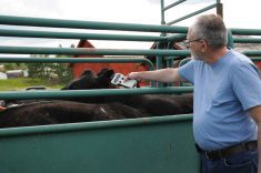 Mark Olson, president of Flokk Systems, reads an RFID tag with the Flokk reader. The product promises to bring farm data into easy, practical use in the cow-calf side of the cattle sector.