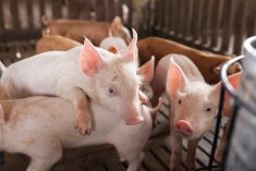A premise in southeastern Manitoba has a confirmed infection of porcine deltacoronavirus, Manitoba Pork said.