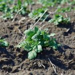 Canola stubble pokes out of the hills in Chad Berry’s direct-seeded potato demonstration plot in 2021.