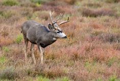 Deciding where to remove animals requires careful planning based on where CWD has been found.
