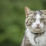 Photo: Angela Kotsell/iStock/Getty Images
