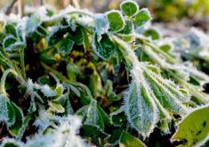 Frost on an alfalfa plant. There has been considerable study relating to frost and its effects on plant life.