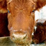 Health Canada had previously decided that gene edited crops are safe, so, in most cases they will be treated the same as crops developed through traditional plant breeding methods.  Photo: File
