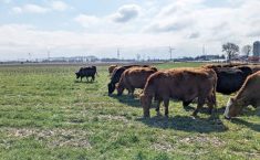 Mike Buis says high land cost and lack of pasture prodded him to look for affordable alternative feed sources.