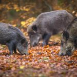 Most experts at the recent Wild Pig Summit sounded optimistic about the potential of eliminating wild pigs from Western Canada, despite debate over whether they are already out of control.