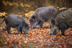 Most experts at the recent Wild Pig Summit sounded optimistic about the potential of eliminating wild pigs from Western Canada, despite debate over whether they are already out of control.