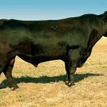The worst breeding wrecks occur in single sire mating or when the dominant bull is infertile.