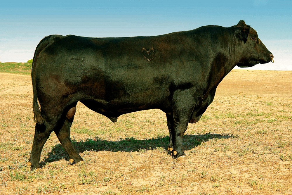 The worst breeding wrecks occur in single sire mating or when the dominant bull is infertile.