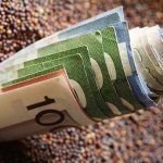 A wild ride to nowhere for canola prices