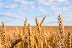 Results found that optimum wheat yields at sites with lower moisture emerged with a target plant count between 15 and 25 plants per square foot.
