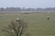 Cattle graze spring pasture in central Manitoba.