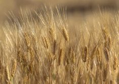 The annual Keep It Clean product advisory identifies products that could create market access issues.
