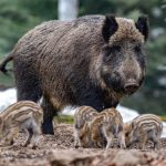 Wild boar photographed in a forest in Germany.