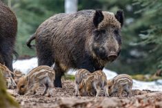 Wild boar photographed in a forest in Germany.