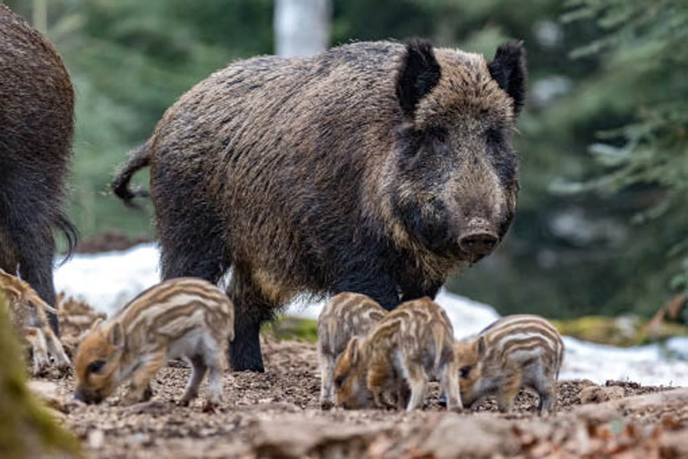 Wild boar photographed in a forest in Germany.