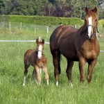 The physical health of the brood mare is paramount.