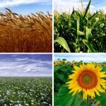 wheat, corn, flax, and sunflower plants